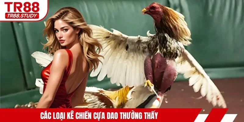 Các loại kê chiến cựa dao thường thấy